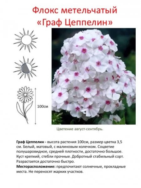"Граф Цеппелин "