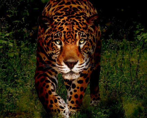 picture_185977569