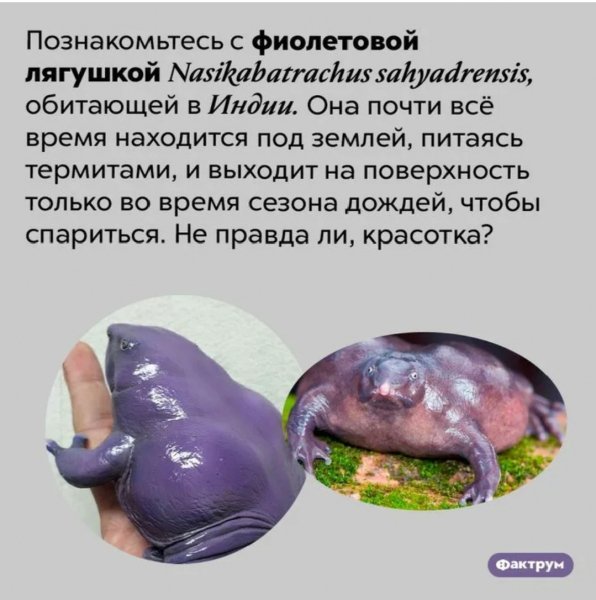 Фиолетовая лягушка