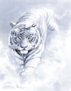 Tigr w