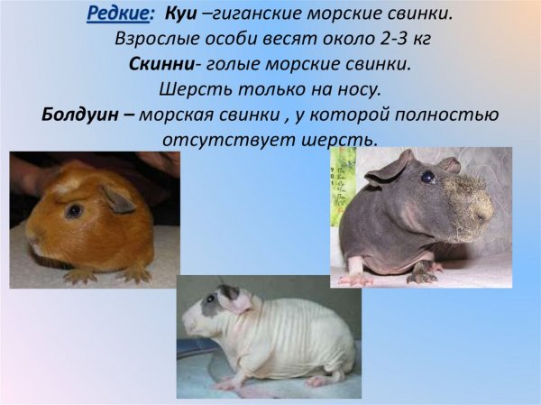Морские свинки