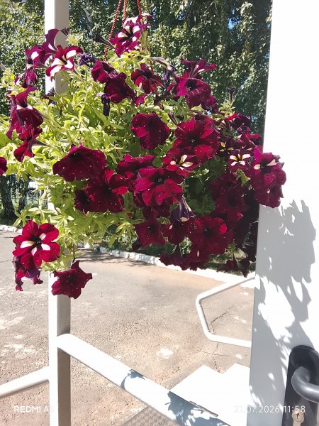 picture_419012866