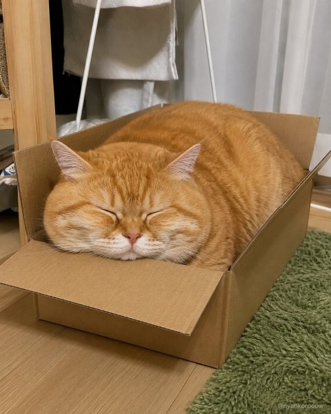 Nyankorooow b6fd70ad3ae84e008f0a6b383a6802e8