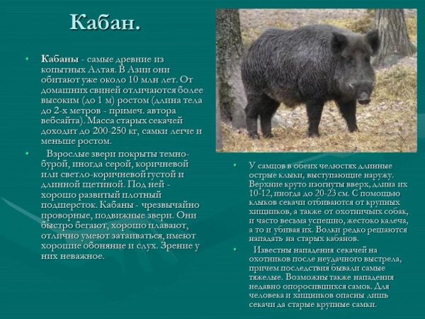 Кабан