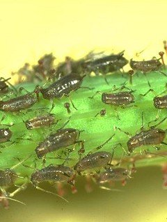 Insects 034