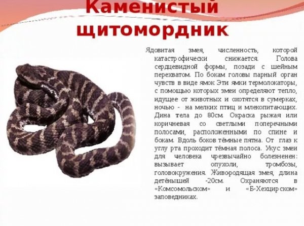 Каменистый щитомордник