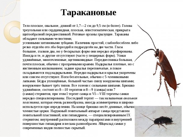 Таракановые