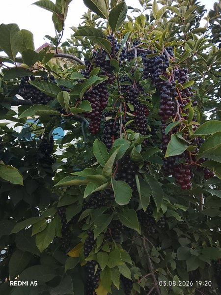 picture_419012965