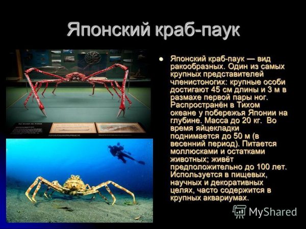 Японский краб - паук