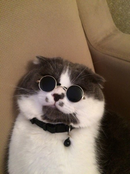 кот лепс