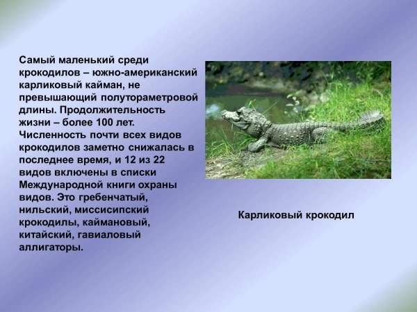 Карликовый крокодил