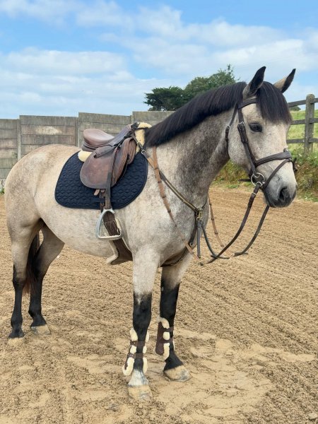 BEST HORSE