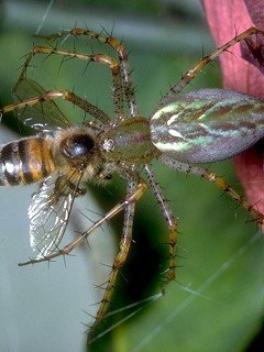 Insects 077