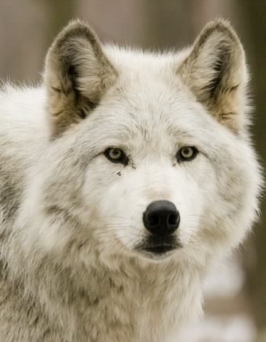 white wolf