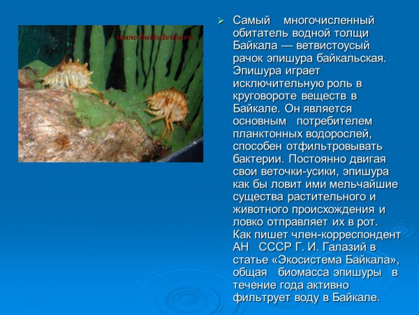 Эпишура байкальская
