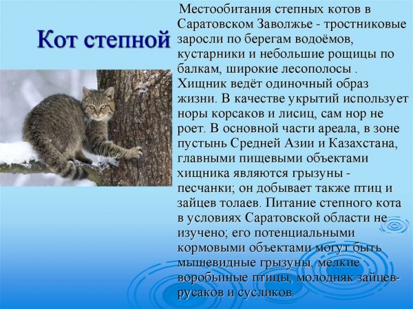 Кот степной