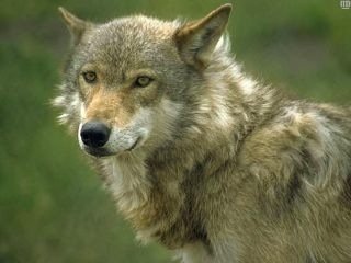 Wilki