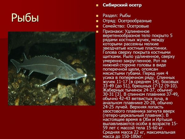 Сибирский осётр