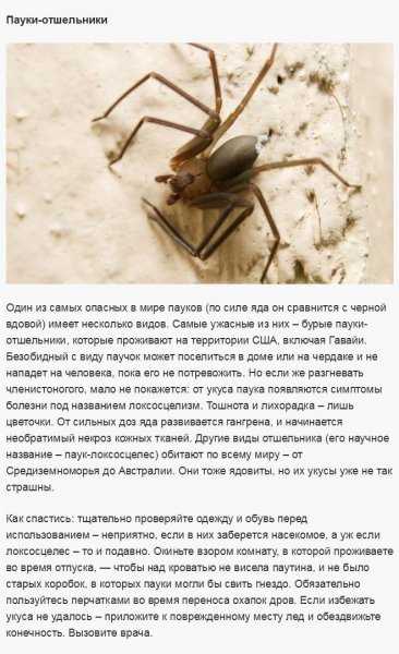 Пауки - отшельники