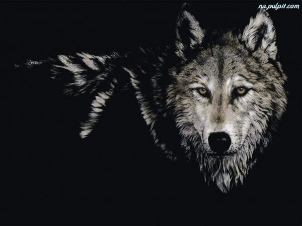 Wilk-noc-pic