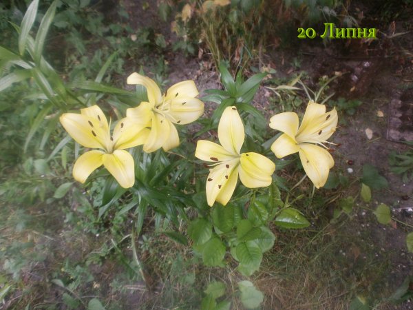 20 Липня