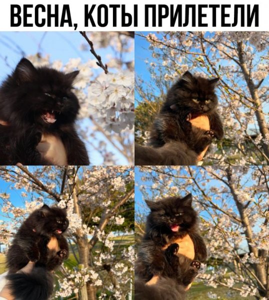 cfc54e8 memy-dnja-novye-smeshnye-kartinki-s-nadpisjami-6