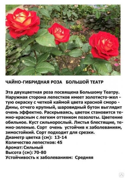 "Большой театр"