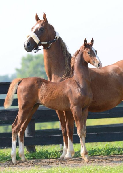 Horses love!