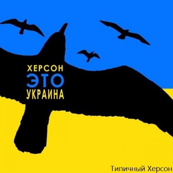 Чайки