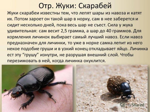 Скарабей