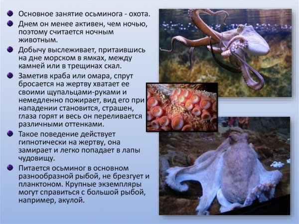 Осьминог