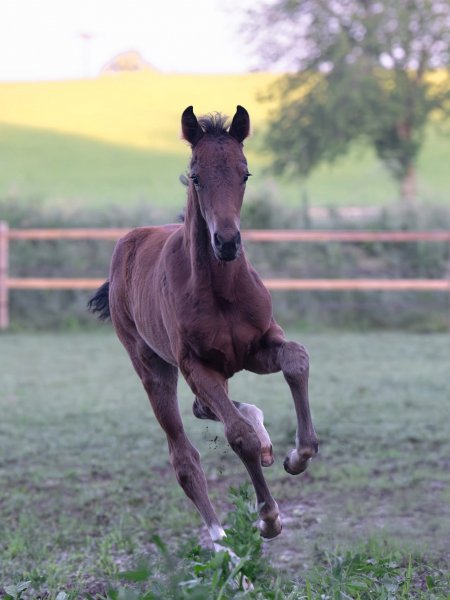 BEST HORSE