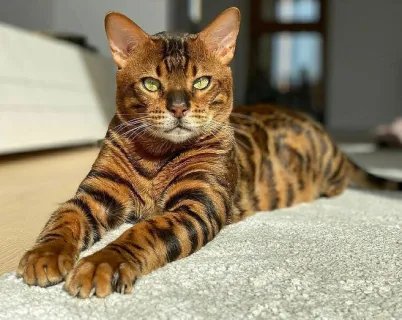 Файл #297451727