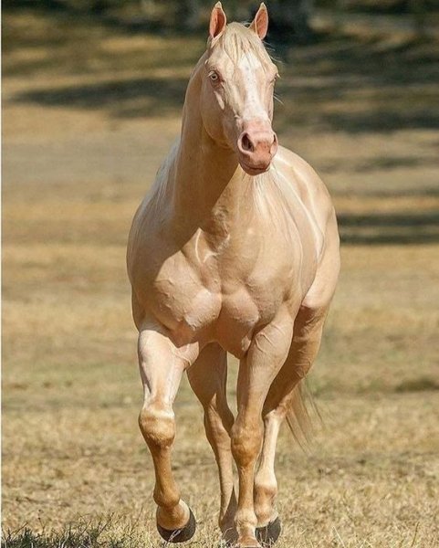 Horses love