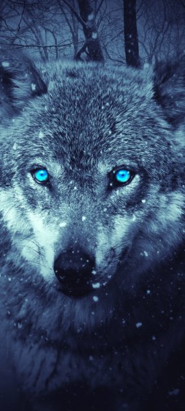 Android Wallpaper (422)