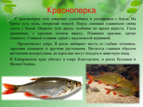 Красноперка