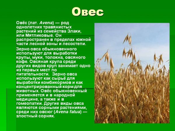 Овёс