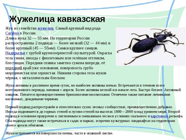 Жужелица кавказская