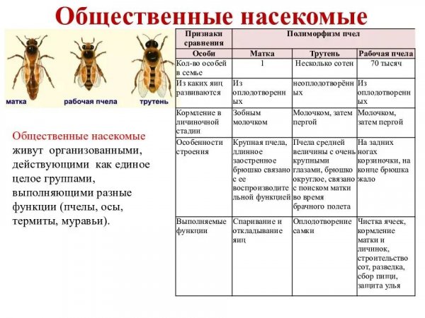 Общественные насекомые