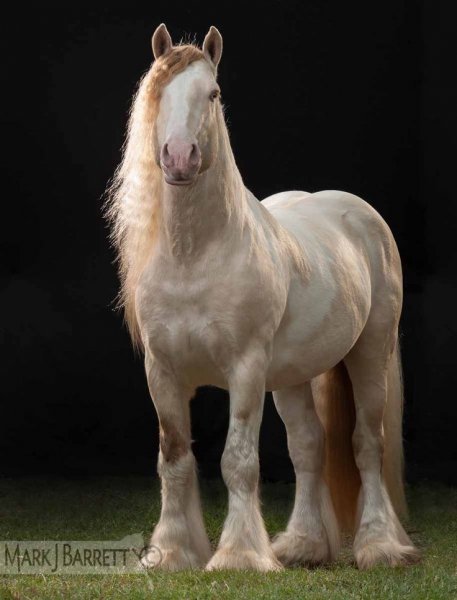 horses love