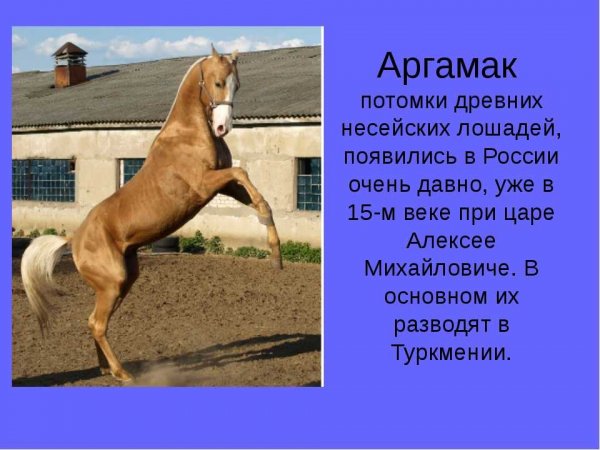 Аргамак