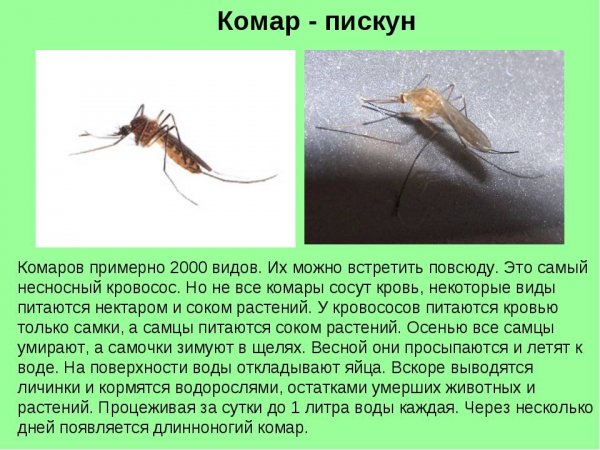 Комар - пискун