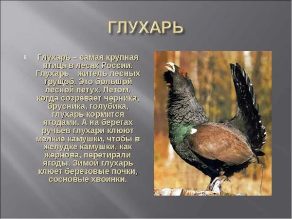 Глухарь