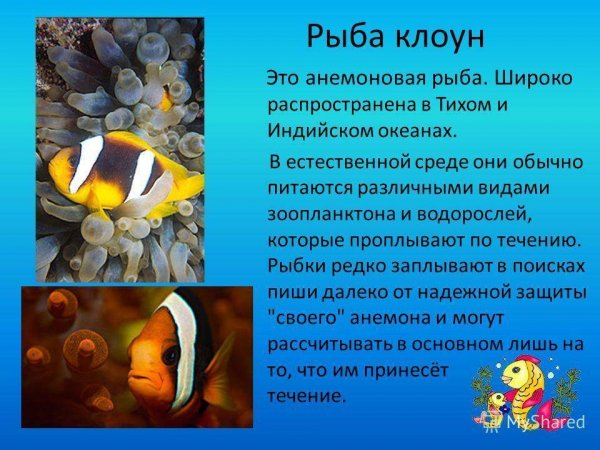 Рыба клоун