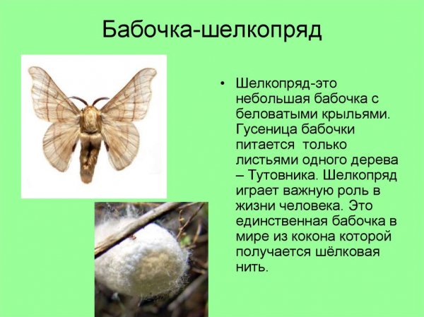Бабочка - шелкопряд