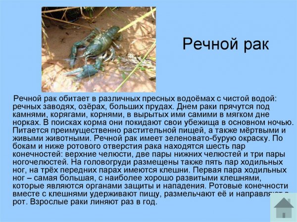 Речной рак