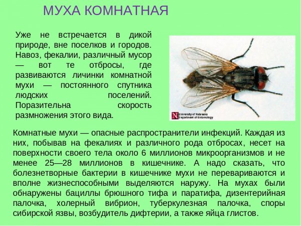 Муха комнатная