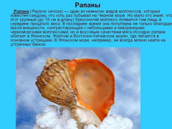 Рапаны
