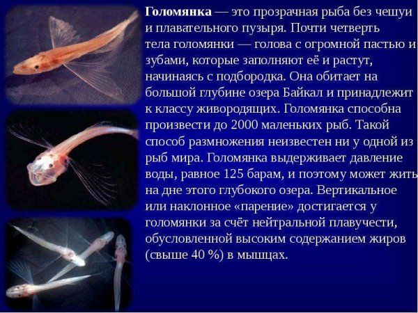 Голомянка