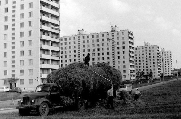 Сенокос юго-запад Москвы 1967 год